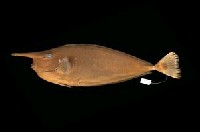 藏品(短喙鼻魚)的圖片